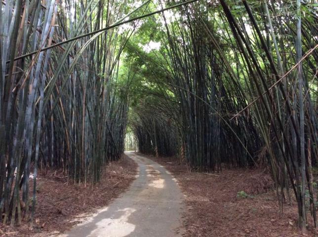 深圳周边自驾路线-肇庆广宁竹海-图2